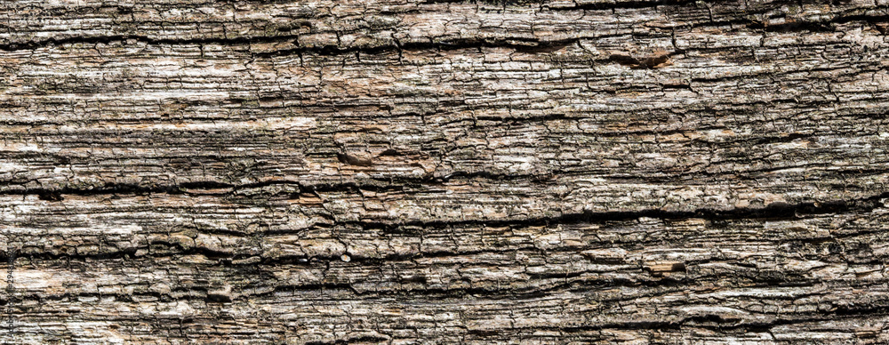 bark of a tree surface texture - obrazy, fototapety, plakaty 