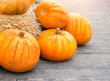 Ripe orange pumpkins. Autumn harvest, fall garden.Thanksgiving day, Halloween background. shallow depth,  close up. 
