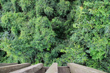 Wall Mural - Rainforest Canopy seen from a wooden platform at the Kakum National Park near Cape Coast, Ghana