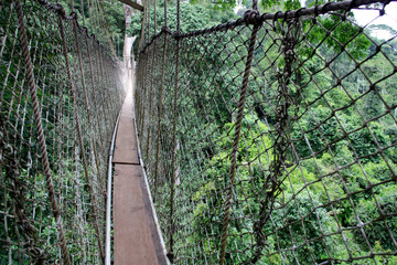 Wall Mural - Canopy Walkway Rope Bridge at the Kakum National Park near Cape Coast, Ghana