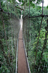Wall Mural - Canopy Walkway Rope Bridge at the Kakum National Park near Cape Coast, Ghana