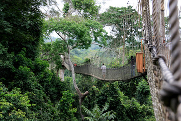 Wall Mural - Tourists exploring the upper level of the rain forest while walking across rope bridges of the Canopy Walkway at the Kakum National Park, Ghana