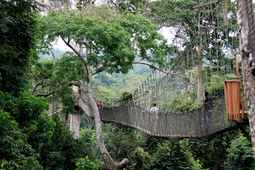 tourists exploring the upper level of the rain forest while walking across rope bridges of the canop