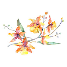 Orange Orchid Bouquet Floral Botanical Flowers. Watercolor Background Set. Isolated Bouquets Illustration Element.
