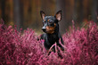 pinscher dog portrait in heather