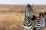 profile of a zebra on grass plain