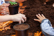 © Antonio Gravante - View of  hands toddler planting young beet seedling in to a fertile soil.