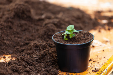 Young fresh seedling stands in plastic pot.