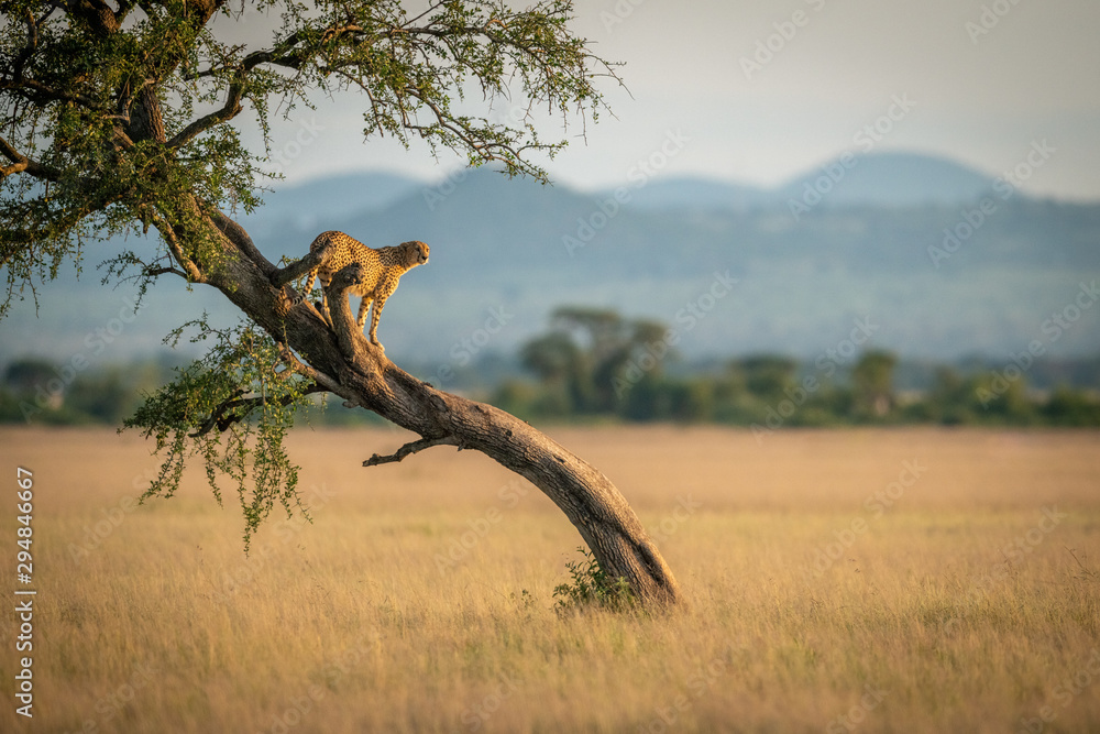 Cheetah stands on twisted tree in grassland - obrazy, fototapety, plakaty 
