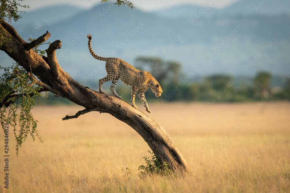 Cheetah walks down twisted tree in savannah - obrazy, fototapety, plakaty 