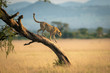 Cheetah walks down twisted tree in savannah