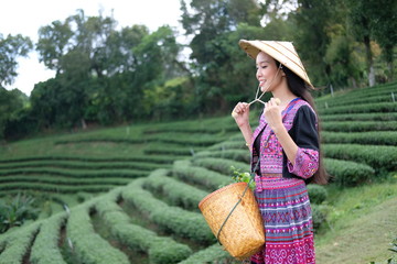 Poster - woman collecting fresh tea leaves from the tea farm