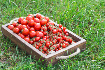 Ripe tomatoes on a wooden tray. On the grass