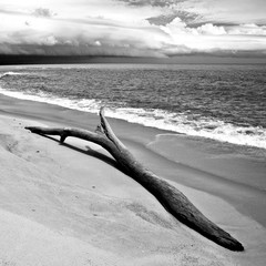 Canvas Print - Trunk on the beach before storm - NP Similajau, Borneo