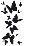 Fototapeta Motyle - butterfly343
