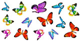 Fototapeta Motyle - butterfly346