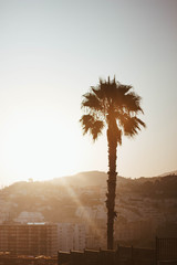 Palmera al atardecer