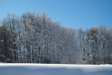 Forest in winter with beech trees, blue sky and white snow