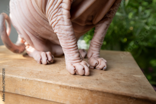 sphynx cat paws