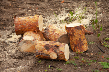 sawn off pieces of a tree trunk