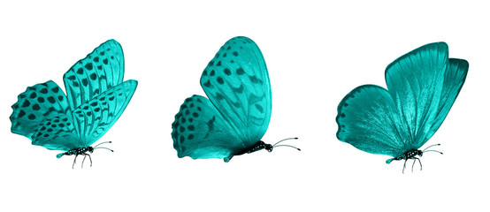 Poster - blue flying tropical butterflies. insects for design. colored moths. isolated on white