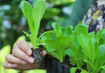 Wall Mural - Closeup of cos vegetable sprout showing by woman's hand with natural background.