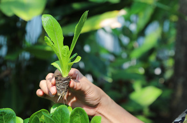 Wall Mural - Closeup of cos vegetable sprout showing by woman's hand with natural background.