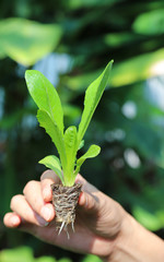 Wall Mural - Closeup of cos vegetable sprout showing by woman's hand with natural background. Vertical view.