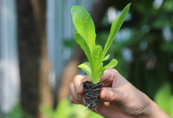 Wall Mural - Closeup of cos vegetable sprout showing by woman's hand with natural background.