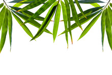Bamboo With Isolated White Background 