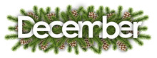 december in christmas background : pine branchs