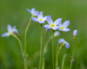 portrait of tiny bluet isolated from others for beautiful background