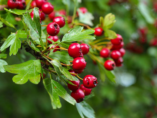 Wall Mural - Red hawthorn (Crataegus) berries and green leaves in a hedgerow