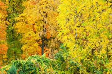 Wall Mural - colorful autumn forest trees in magical colors