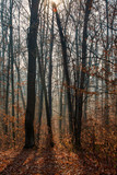 Fototapeta Las - autumn forest and trees with colorful leafs