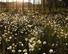 White Flowers By Trees In Bjornlandet National Park, Sweden