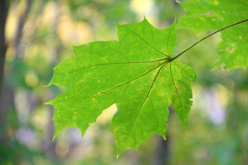 Wall Mural - autumn maple leaves on tree branches