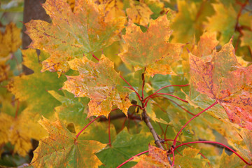 Wall Mural - autumn maple leaves on tree branches