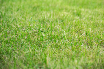 Green grass pattern and texture for background. Close-up