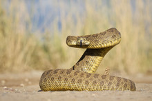 Prairie Rattlesnake Coiled And Poised To Strike