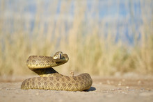 Prairie Rattlesnake Coiled And Poised To Strike