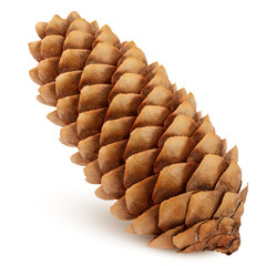 Pine cone isolated on white background, clipping path, full depth of field