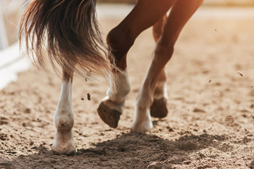 The hooves of a sorrel horse with a fluttering bushy tail, trotting across a sandy field, raising dust in the sunlight.