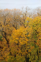 Wall Mural - trees in forest with autumn foliage on lake