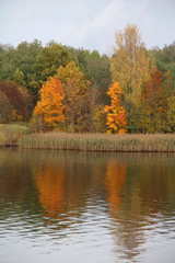 Wall Mural - trees in forest with autumn foliage on lake
