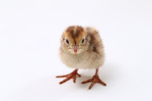 Baby Chick Common Quail Isolated On White Background
