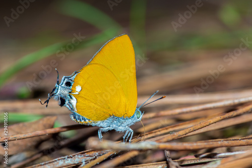 Dawnas Royal or Pseudotajuria donatana arooni Ek-Amnuay(2007) , beautiful ora...