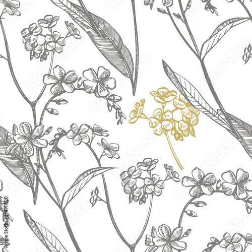 Forget-me-not flowers. Botanical illustration. Good for cosmetics, medicine, ...