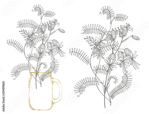 Branch of wild plant Vicia cracca. Tufted Vetch or Vicia cracca, vintage engr...