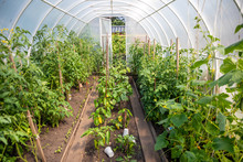 Inside Private Greenhouse With Plants In Home Garden